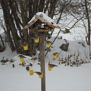 Ferris Wheel Bird Feeder